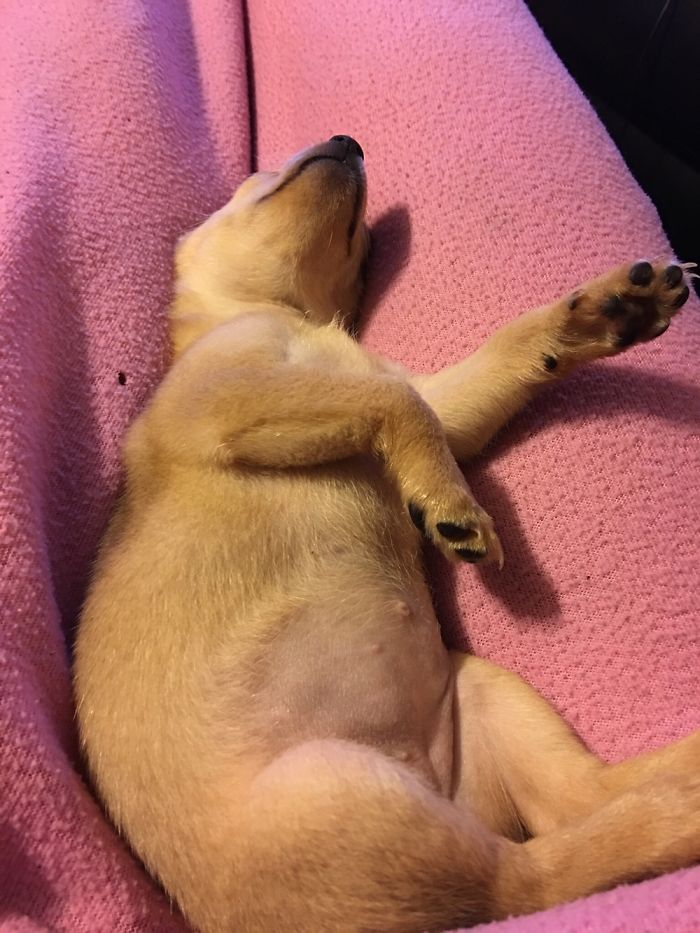 Introducing Madam Fry The Belle Of The Ball