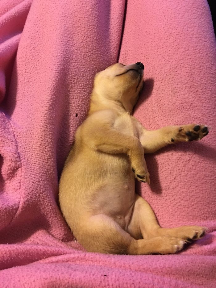 Introducing Madam Fry The Belle Of The Ball
