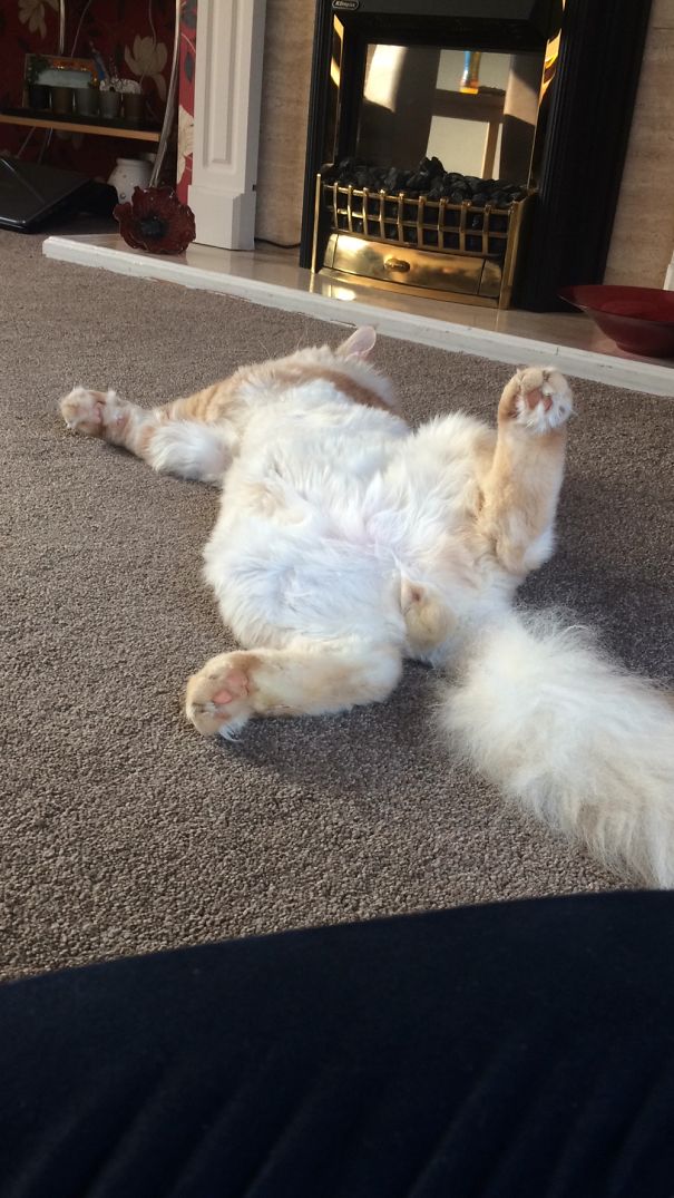 Rufus Having A Nap.