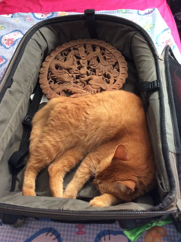 I'm Coming With You...but Gotta Nap First.