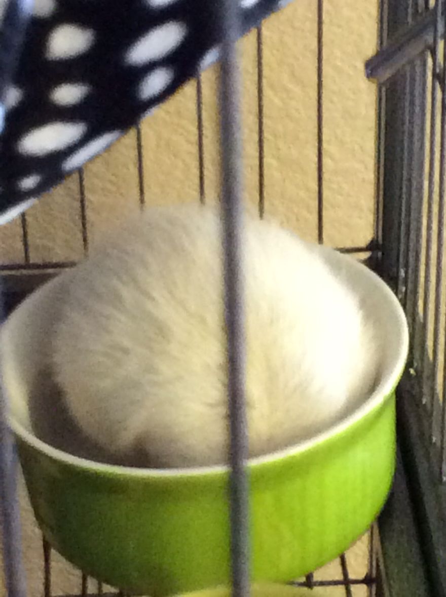 Rat Hiding His Face
