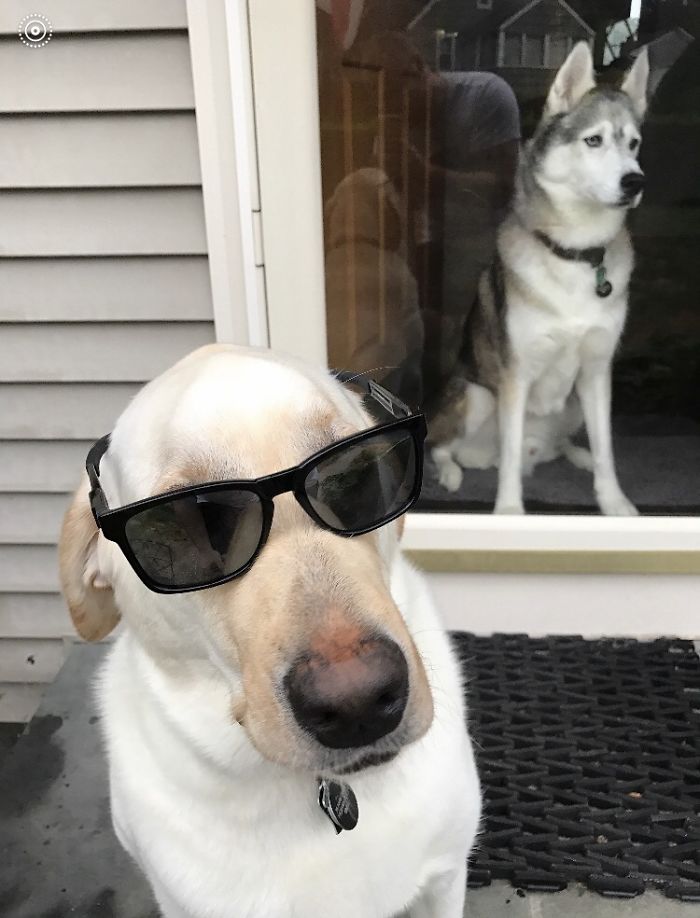When I Left My Pets With My Husband