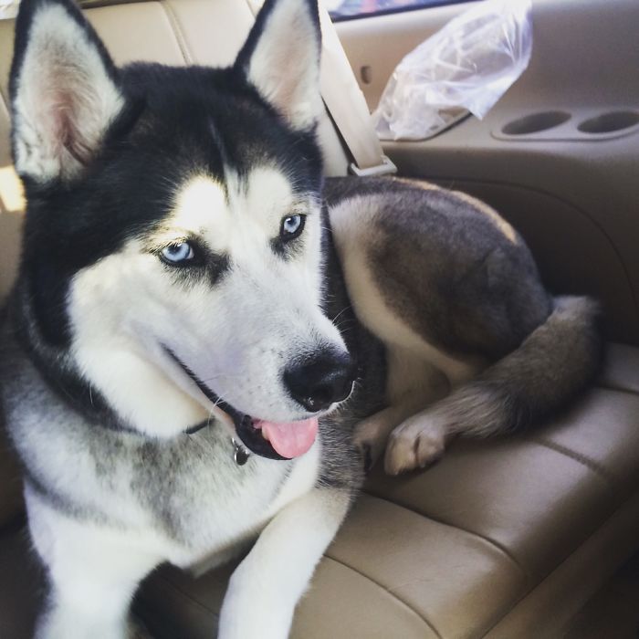 Husky In Texas