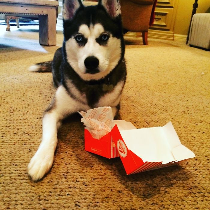 Husky In Texas