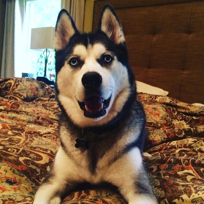 Husky In Texas