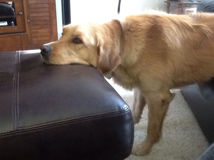 My Dogs Funniest Poses