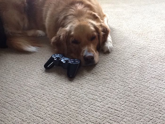 My Dogs Funniest Poses