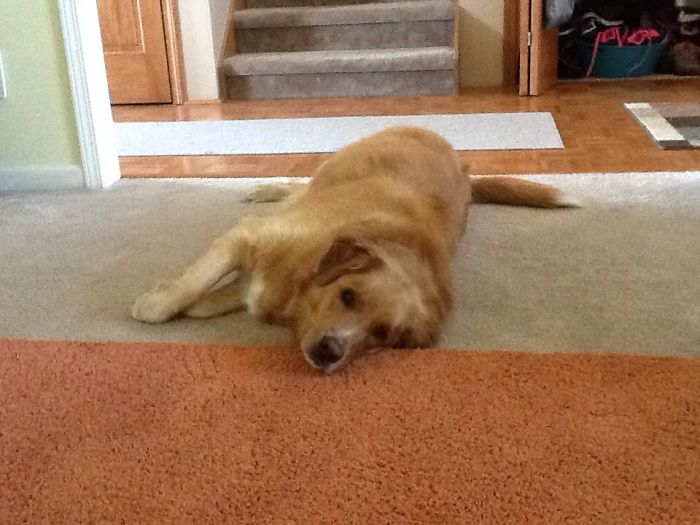 My Dogs Funniest Poses