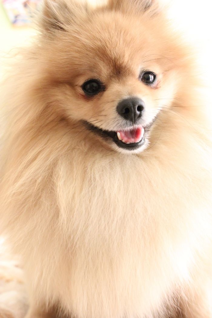 Little Pomeranian. Share The Love And Cutiness!