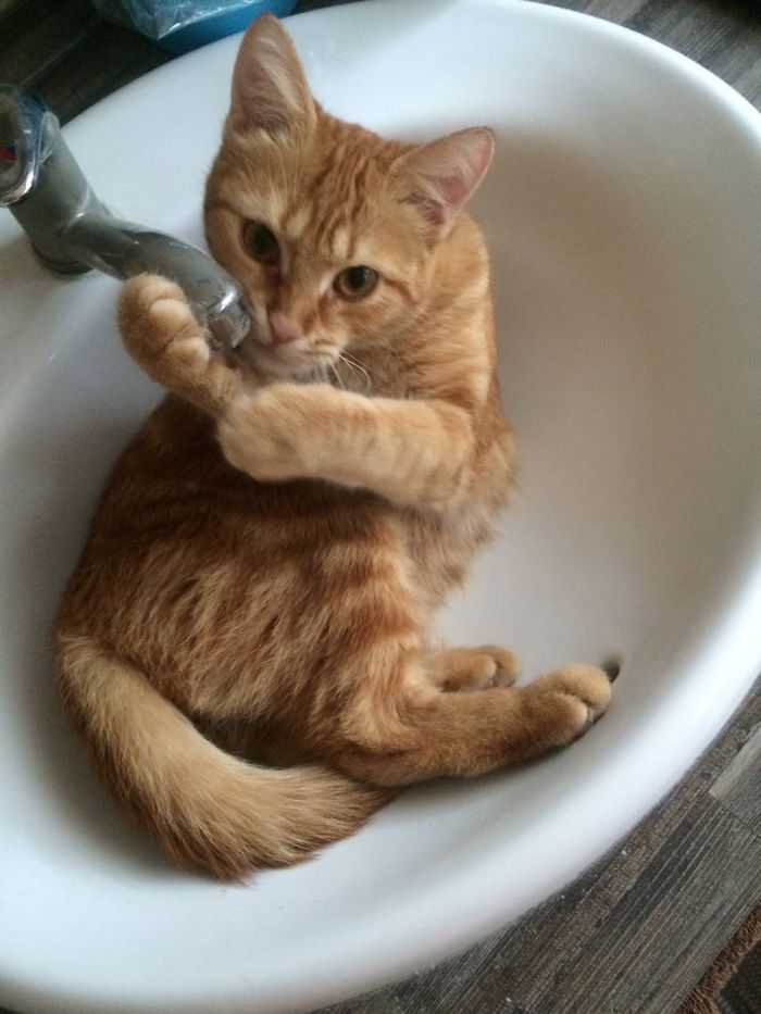 Ginger Cat Pretends Being Nice. Moew