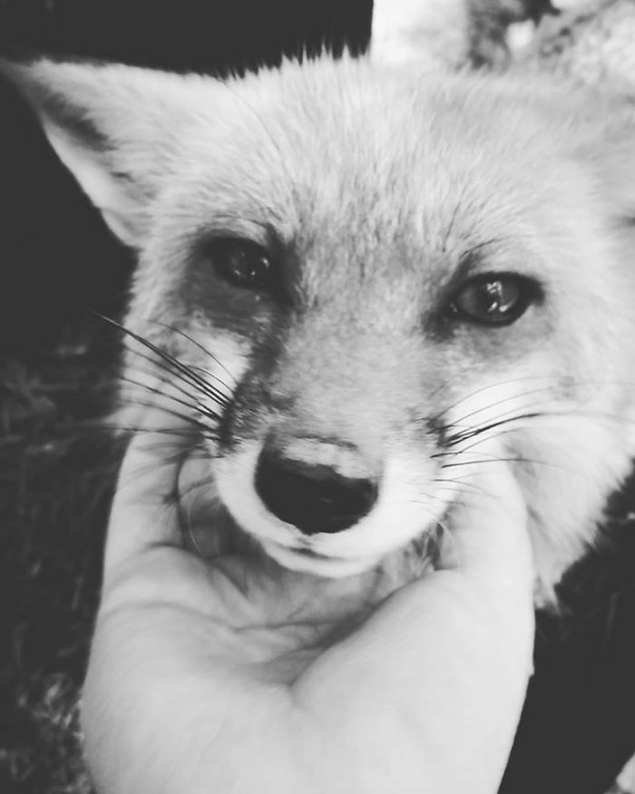 I Take Black & White Photos Of Rescued Wildlife And Nature To Bring Out Their Darker Beauty