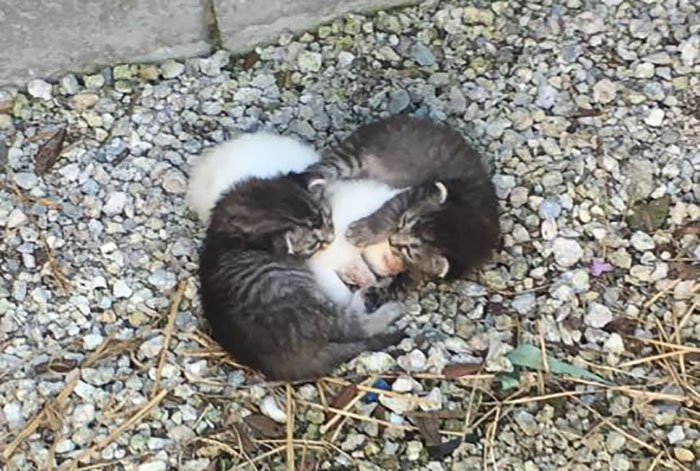 kittens-protect-sister-15