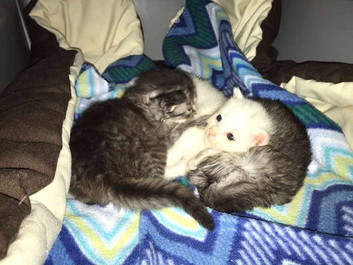 kittens-protect-sister-18