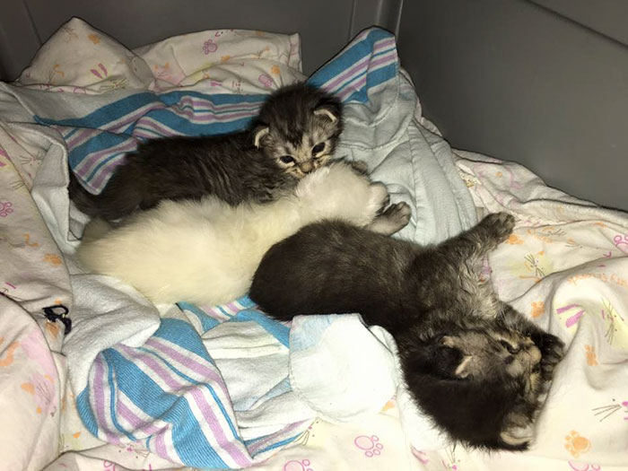 kittens-protect-sister-3
