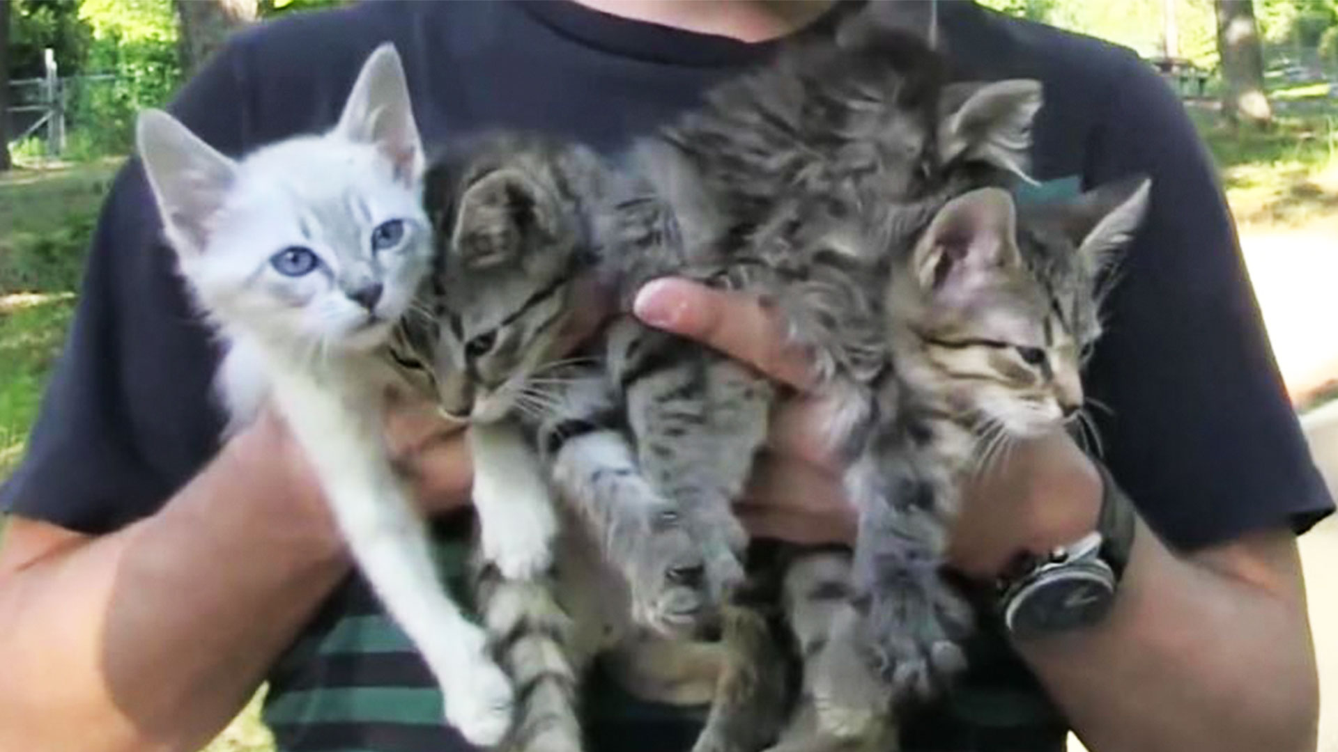 Hike Ends With Surprise Kitten Rescue