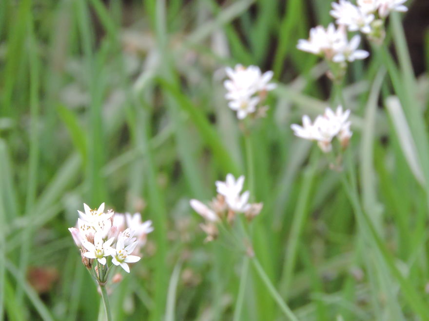 A Poet's Love Of Flowers