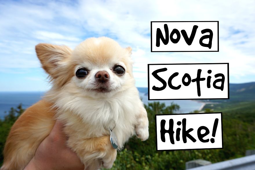 My Chihuahua's Hiking Trip In Nova Scotia My Chihuahua's Hiking Trip In Nova Scotia