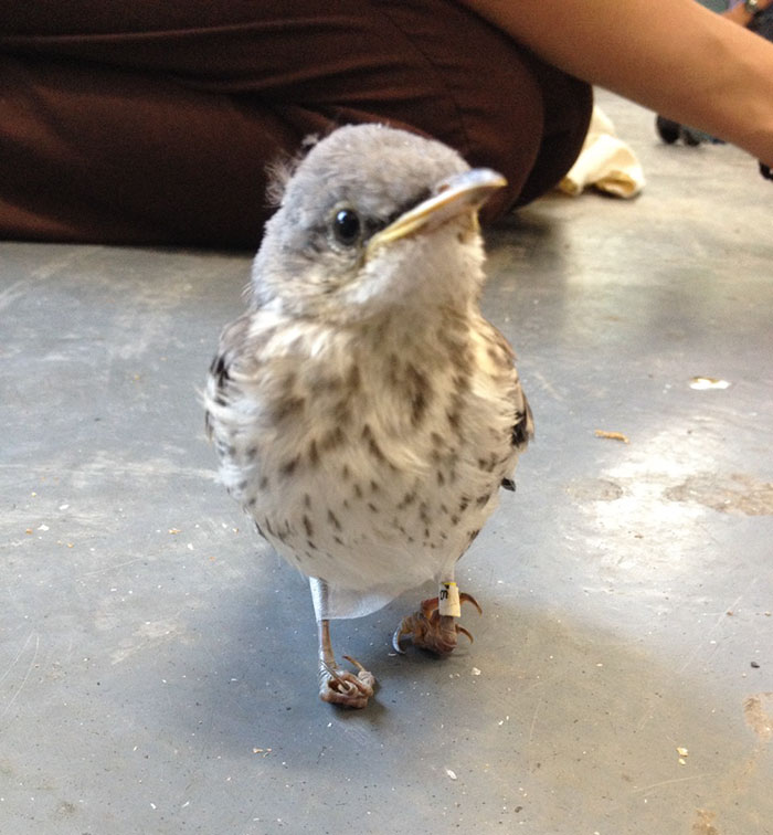 Little Injured Bird Receives Tiny 'Snowshoes' And Gets Back On Her Feet