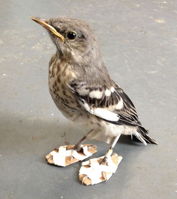 Little Injured Bird Receives Tiny 'Snowshoes' And Gets Back On Her Feet