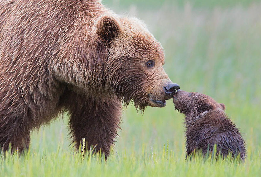 Momma Bear With Her Cub