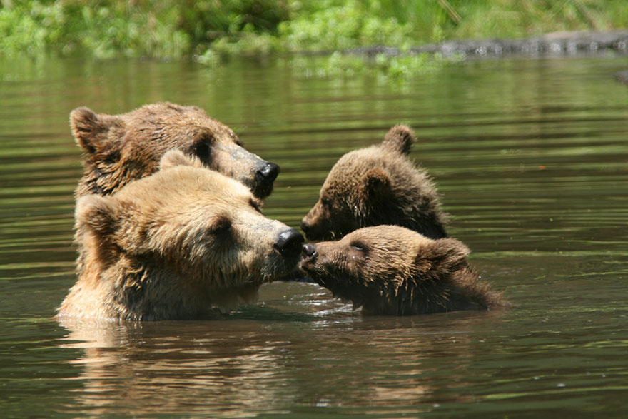 Bears With Their Cubs