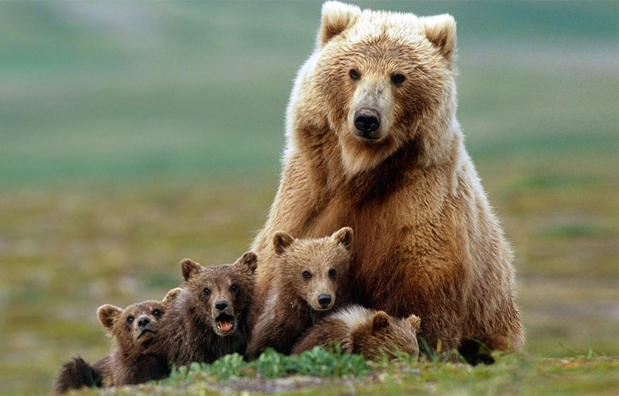 Momma Bear With Her Cubs