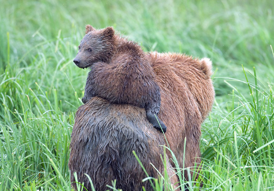 Mom And Baby Coastal Brown Bear