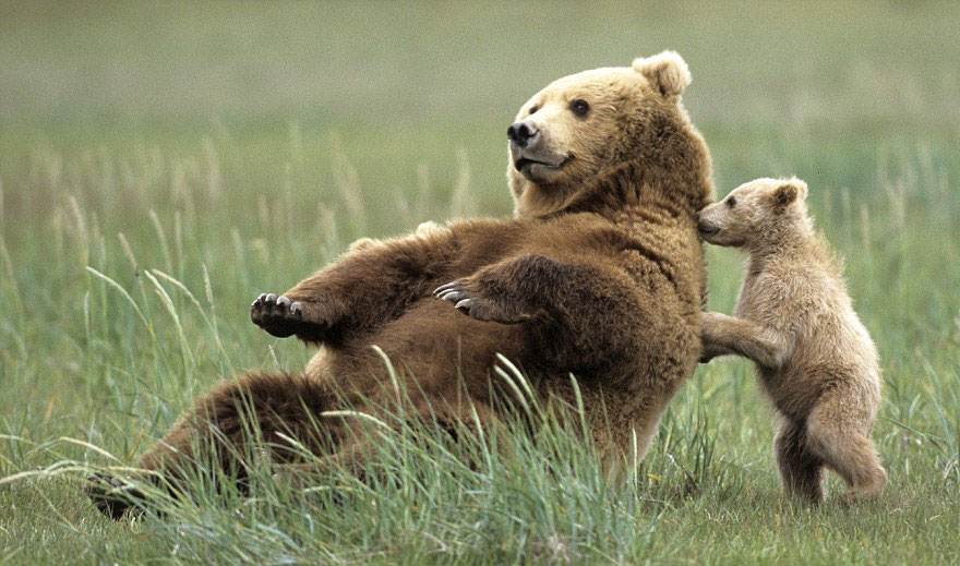 Bear Cub Playing With Momma Bear