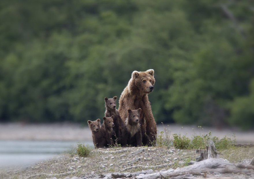 Momma Bear With Her Cubs