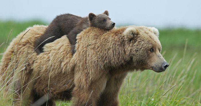 56 Un-Bear-Ably Cute Momma Bears Teaching Their Teddy Bears How To Bear | Bored Panda