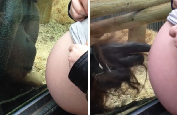 orangutan-kisses-pregnant-woman-baby-bump-10