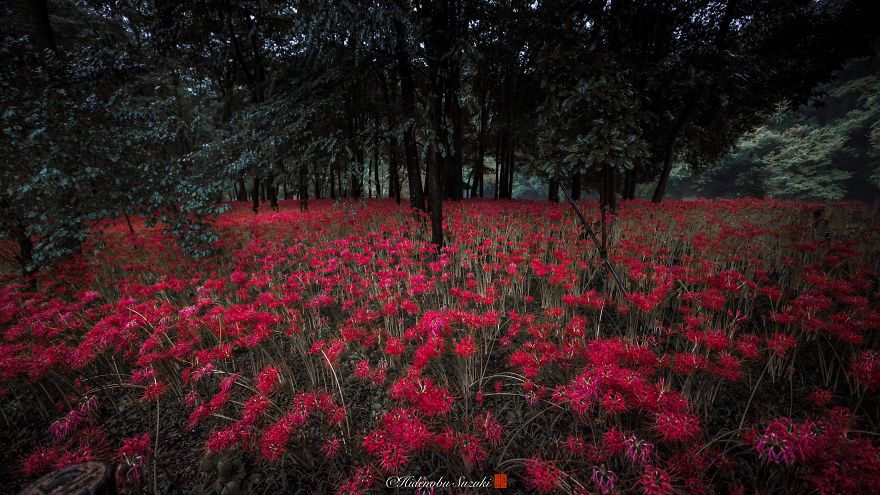 I Photographed A Field Of Red Flowers That Looks Like Out Of This World