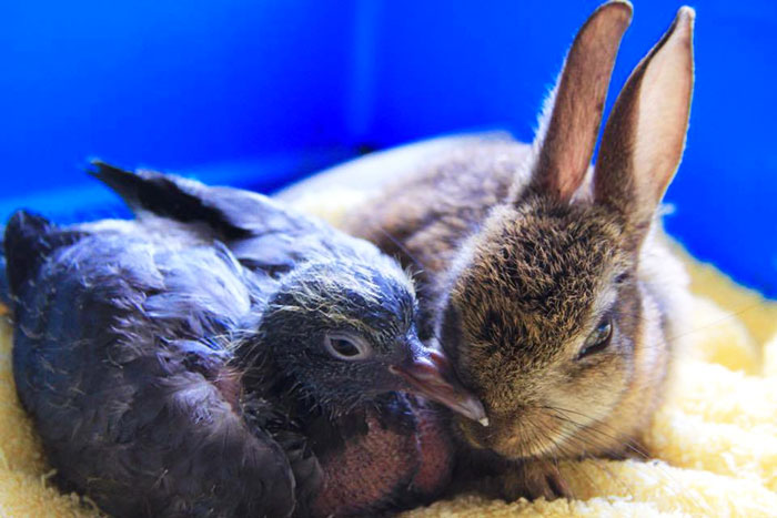 rabbit-pigeon-snuggling-together-1