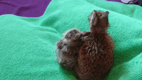 rabbit-pigeon-snuggling-together-5