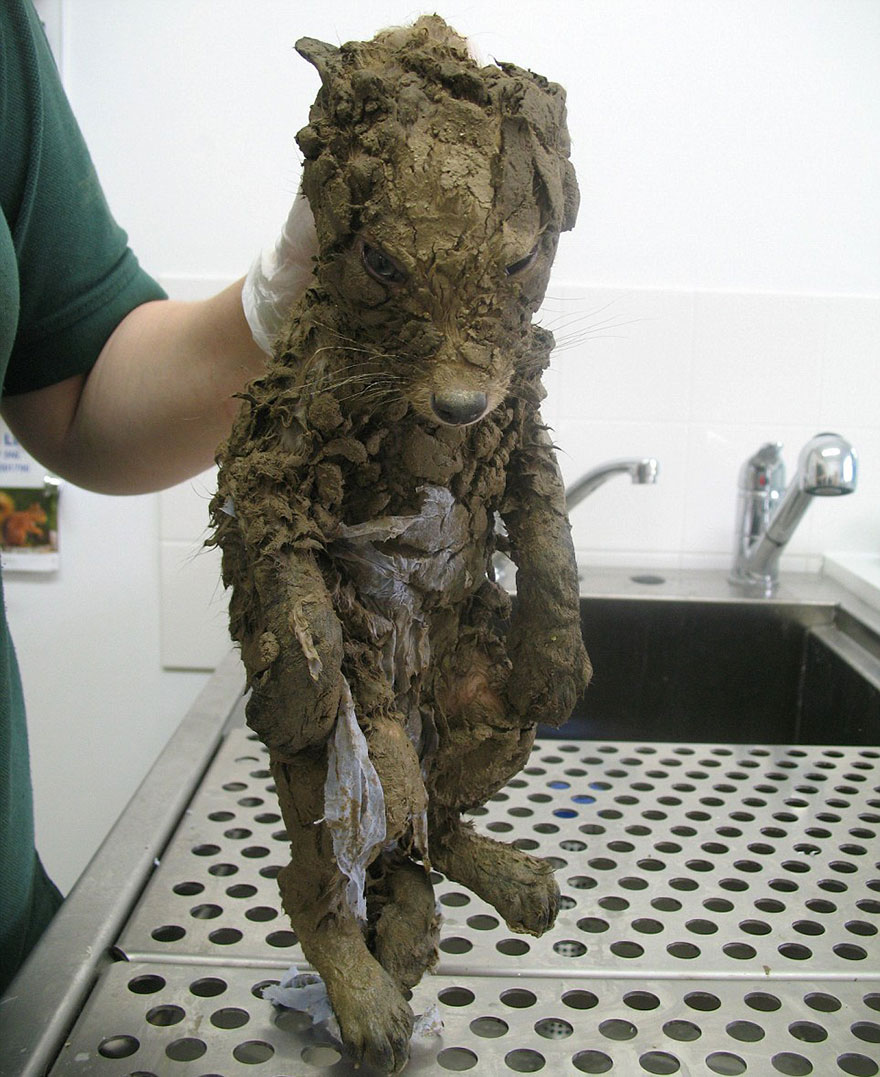 A Mysterious Animal Found In Mud Couldn't Be Identified Until They Cleaned Him
