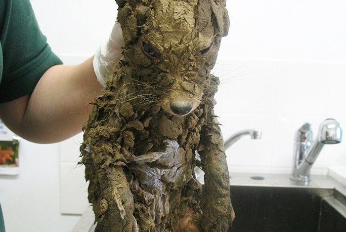 A Mysterious Animal Found In Mud Couldn’t Be Identified Until They Cleaned Him