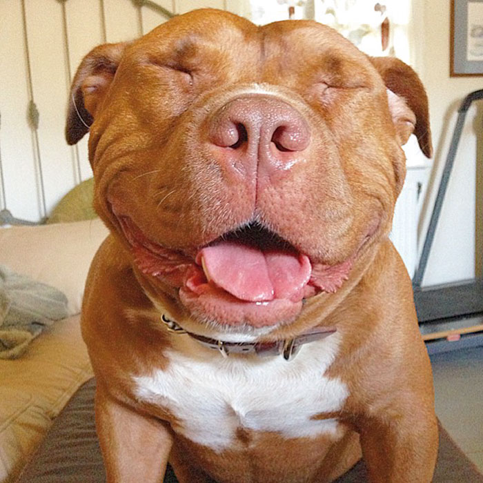 Meet Meaty, The Dog Who Can't Stop Smiling After Being Rescued From A Shelter
