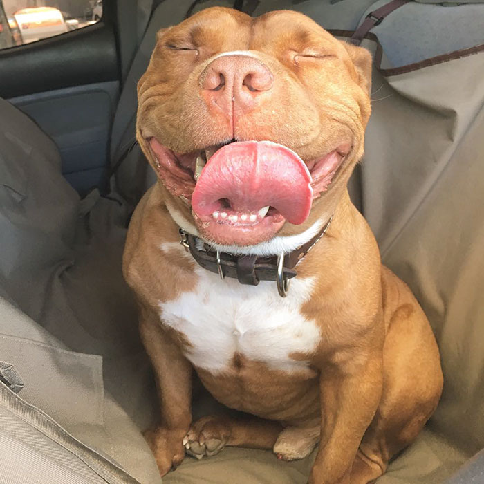 Meet Meaty, The Dog Who Can't Stop Smiling After Being Rescued From A Shelter