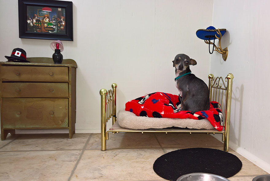 room-for-chihuahua-dog-1