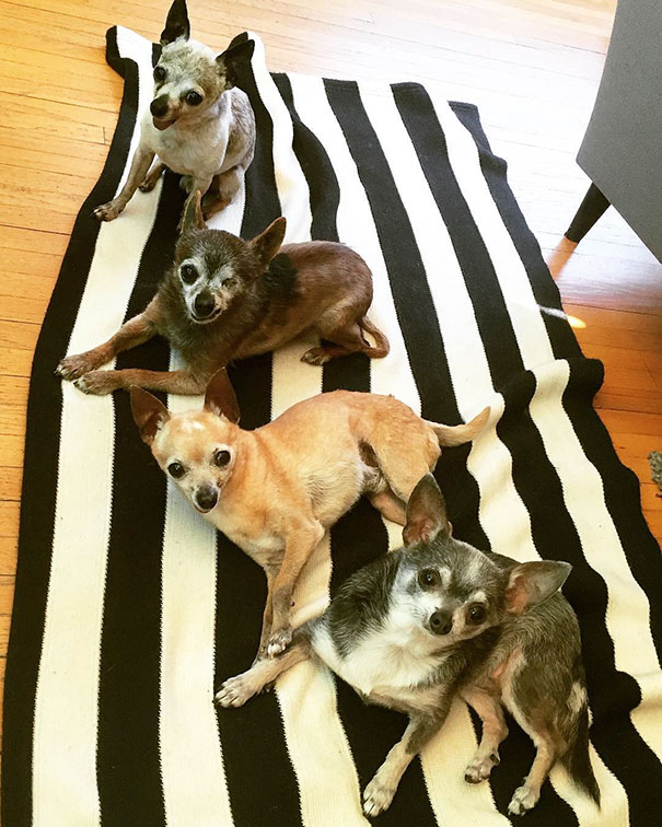 Old Toothless Chihuahuas Adopted Together Just Raised The Bar Of #SquadGoals