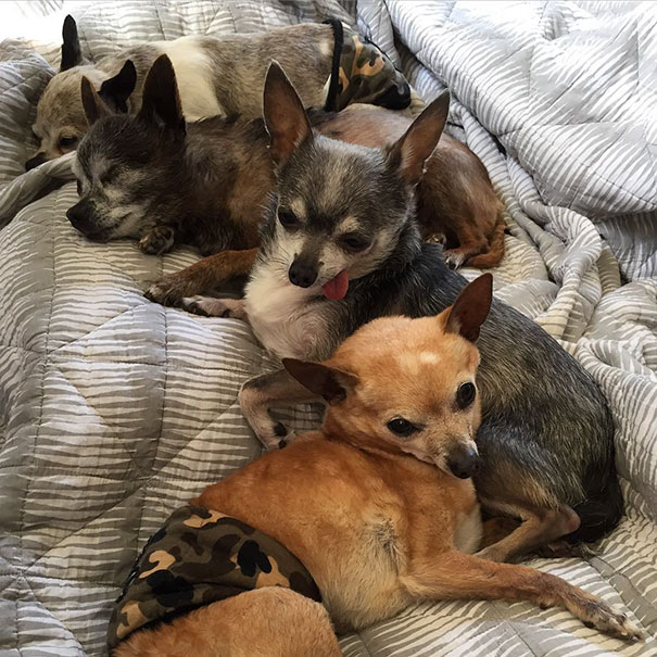 Old Toothless Chihuahuas Adopted Together Just Raised The Bar Of #SquadGoals