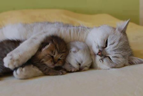 The Most Cutest Picture Of Millenium: A Momma Cat Sleeping With Her Two Kitties