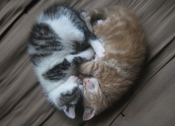 Symmetrical Kitten Love