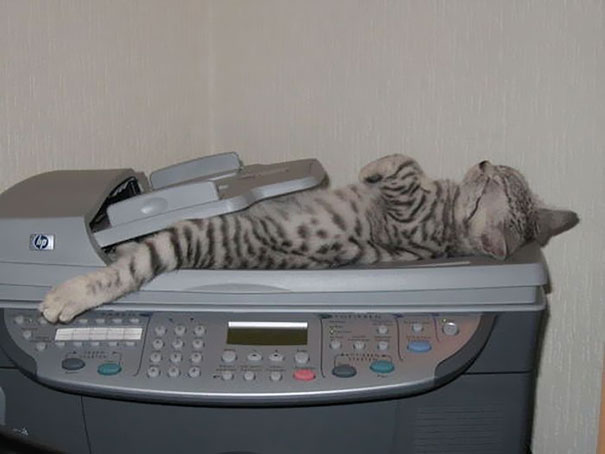 Thanks For Signing Up For Cat Fax