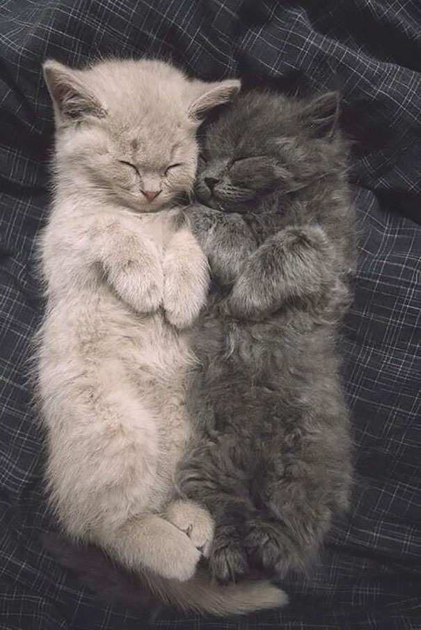 Adorable Sleeping Kittens