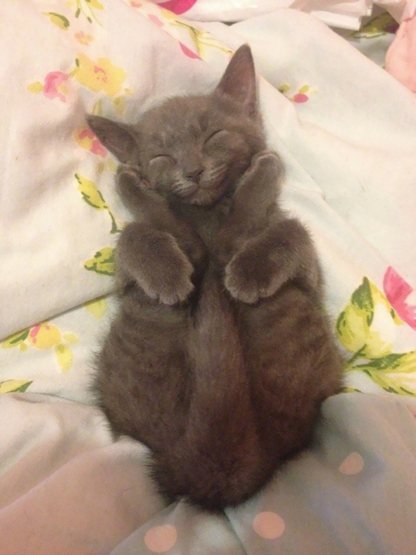 Happy Sleeping Yoga Kitten