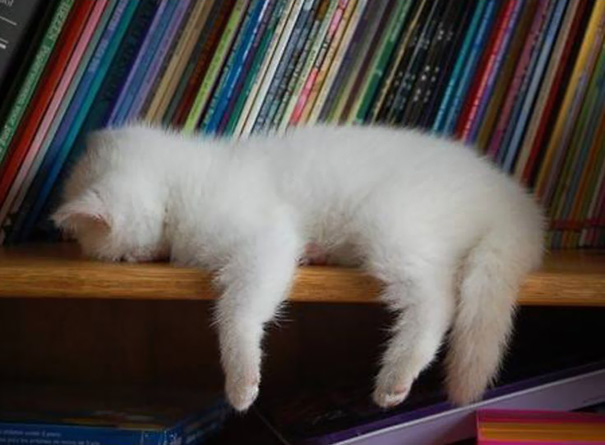 Tired Cat Sleeping On A Bookshelf