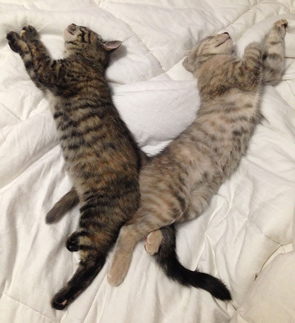 Practicing Their Synchronized Sleeping Routine