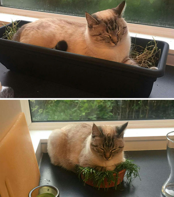 Luna Kept Sleeping In Her Cat Grass, So We Put It In A Smaller Container