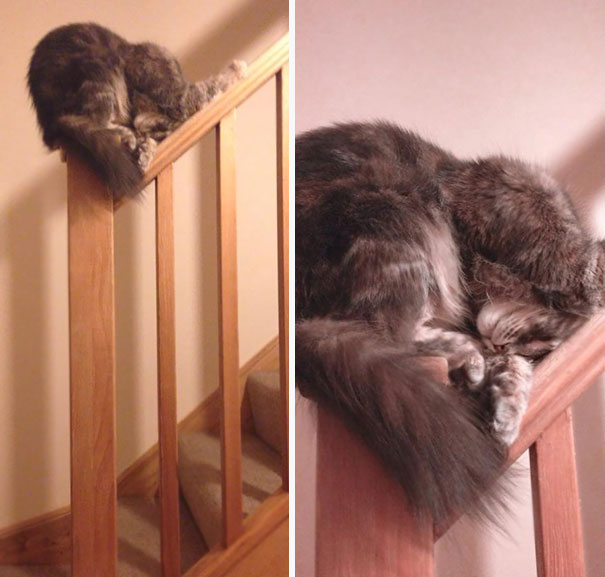 Of All The Places A Cat Could Choose To Get Some Sleep